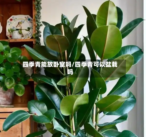 四季青能放卧室吗/四季青可以盆栽吗